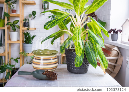 Repotting a home plant aglaonema king of siam into new pot in home interior. Caring for a potted plant, reproduction, separation of the process from the parent plant 103378124