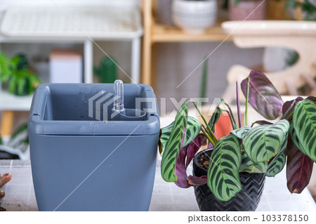 Pot for plants with automatic watering, transplanting Calathea into a double pot, watering from a watering can, assembling a water tank. Pot for plants with automatic watering, transplanting Calathea into a double pot, watering from a watering can, assembling a water tank. 103378150