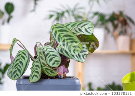 Pot for plants with automatic watering, transplanting Calathea into a double pot, watering from a watering can, assembling a water tank. 103378151