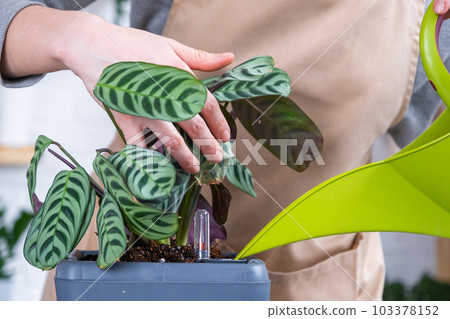 Pot for plants with automatic watering, transplanting Calathea into a double pot, watering from a watering can, assembling a water tank. Pot for plants with automatic watering, transplanting Calathea into a double pot, watering from a watering can, assembling a water tank. 103378152