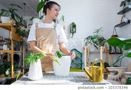 Woman in an apron holds a rooted stalk of the house plant philodendron mayo for planting in a white pot, mock up template. Planting and care, green house 103378346
