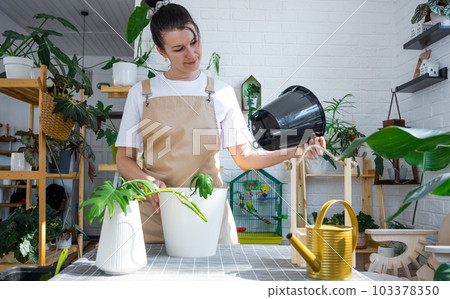 Woman in an apron holds a pot with a double bottom and automatic watering for planting rooted cuttings of the house plant philodendron mayo. Planting and care, green house. Mock up, drainage liner Woman in an apron holds a pot with a double bottom and automatic watering for planting rooted cuttings of the house plant philodendron mayo. Planting and care, green house. Mock up, drainage liner 103378350