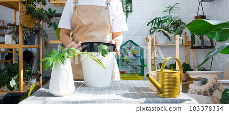 Woman in an apron holds a pot with a double bottom and automatic watering for planting rooted cuttings of the house plant philodendron mayo. Planting and care, green house. Mock up, drainage liner 103378354