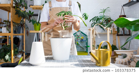 Woman in an apron holds a rooted stalk of the house plant philodendron mayo for planting in a white pot, mock up template. Planting and care, green house Woman in an apron holds a rooted stalk of the house plant philodendron mayo for planting in a white pot, mock up template. Planting and care, green house 103378375