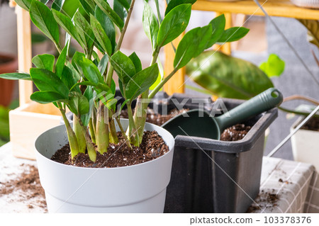 Repotting a home plant succulent zamiokulkas into new pot. Caring for a potted plant, layout on table with soil, shovel, ornamental flowerpot 103378376