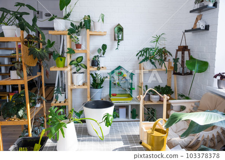 Planting a rooted stalk home plant Philodendron into new pot in home interior. Caring for a potted plant, earthen lump with roots, layout of garden equipment on the table. 103378378