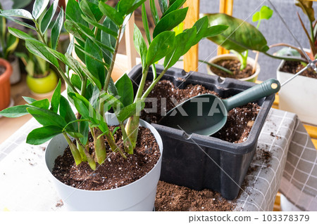 Repotting a home plant succulent zamiokulkas into new pot. Caring for a potted plant, layout on table with soil, shovel, ornamental flowerpot Repotting a home plant succulent zamiokulkas into new pot. Caring for a potted plant, layout on table with soil, shovel, ornamental flowerpot 103378379