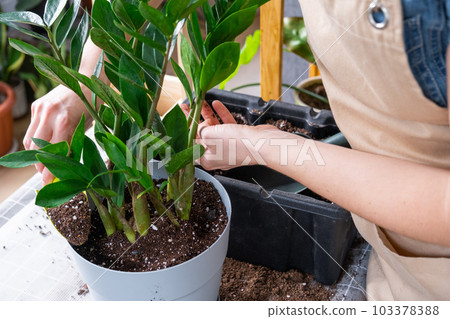 Repotting overgrown home plant succulent Zamioculcas  into new bigger pot. Caring for potted plant, hands of woman in apron, mock up 103378388