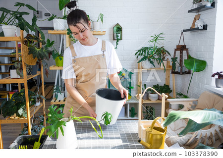 Woman in an apron holds a pot with a double bottom and automatic watering for planting rooted cuttings of the house plant philodendron mayo. Planting and care, green house. Mock up, drainage liner 103378390