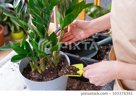 Repotting overgrown home plant succulent Zamioculcas  into new bigger pot. Caring for potted plant, hands of woman in apron, mock up 103378391