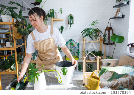 Woman in an apron holds a rooted stalk of the house plant philodendron mayo for planting in a white pot, mock up template. Planting and care, green house 103378394