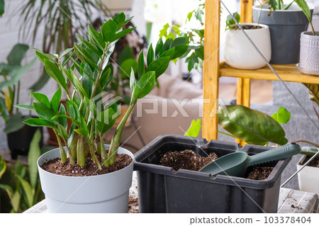 Repotting a home plant succulent zamiokulkas into new pot. Caring for a potted plant, layout on table with soil, shovel, ornamental flowerpot 103378404