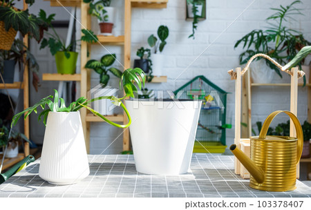 Planting a rooted stalk home plant Philodendron into new pot in home interior. Caring for a potted plant, earthen lump with roots, layout of garden equipment on the table. 103378407