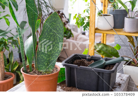 succulent dolphin Succulent 'String of Dolphins' | Indoor Plant | Tropical Plant | Potted  Plant main image 0