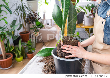 Repotting a home plant succulent sansevieria masoniana big leaf into new pot. Caring for potted plant, hands of woman in apron 103378417