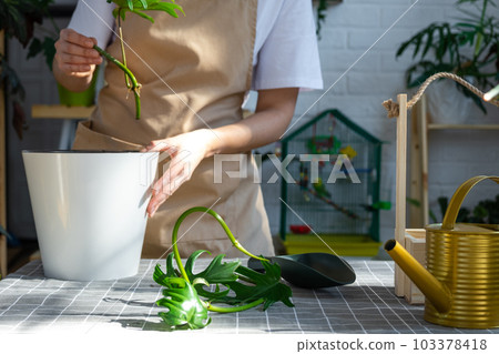 Woman in an apron holds a rooted stalk of the house plant philodendron mayo for planting in a white pot, mock up template. Planting and care, green house 103378418