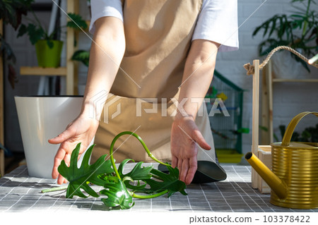 Woman in an apron holds a rooted stalk of the house plant philodendron mayo for planting in a white pot, mock up template. Planting and care, green house 103378422