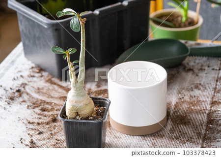 Repotting a home plant succulent adenium into new pot. Caring for a potted plant, layout on the table with soil, shovel 103378423