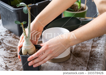 Repotting a home plant succulent adenium into new pot. Caring for a potted plant, layout on the table with soil, shovel, hands of woman in apron 103378426