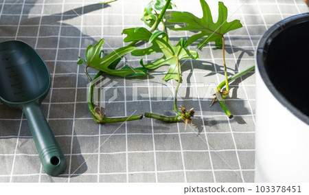 Layout on the table of a philodendron sprout with roots and equipment for planting domestic plants. Layout on the table of a philodendron sprout with roots and equipment for planting domestic plants. 103378451