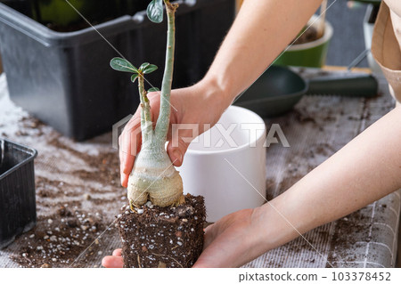 Repotting a home plant succulent adenium into new pot. Caring for a potted plant, layout on the table with soil, shovel, hands of woman in apron 103378452
