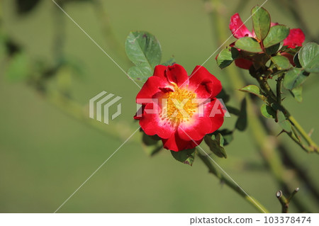 Arao City Ominous Citizen Flower Bed Rose Flower, Arao City Ominous Citizen Flower Bed Rose Flower, 103378474