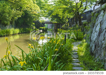 新綠的近江八幡 新綠的近江八幡 103378539