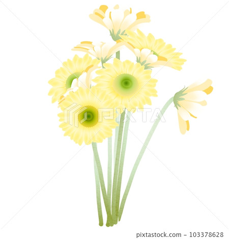 黃色非洲菊 103378628