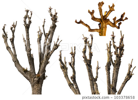 Pruned Trees Isolated on White Background Pruned Trees Isolated on White Background 103378658
