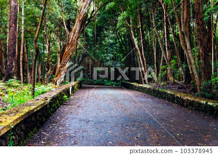 Path through Mata da Serreta Forest Reserve in Terceira Island Path through Mata da Serreta Forest Reserve in Terceira Island 103378945