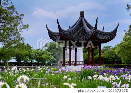 Suigetsu Park Iris and Blue Sky 103378978