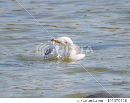 A black-tailed gull with its face fluttering in the sea 103379218