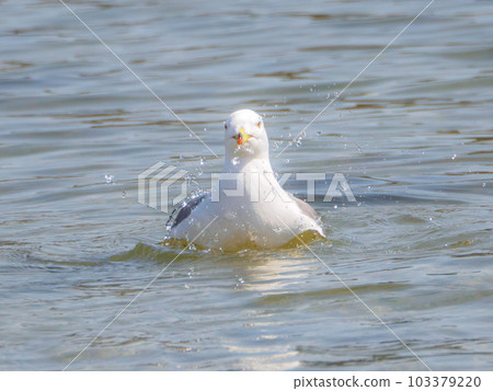 black-tailed gull and droplets 103379220