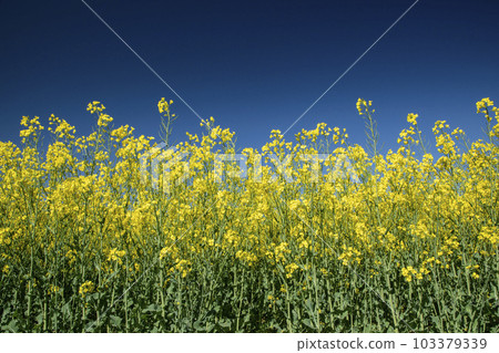 春天最給你活力的油菜花田 103379339