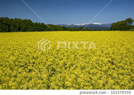 Field of rapeseed flowers that gives you the most energy in spring Field of rapeseed flowers that gives you the most energy in spring 103379350