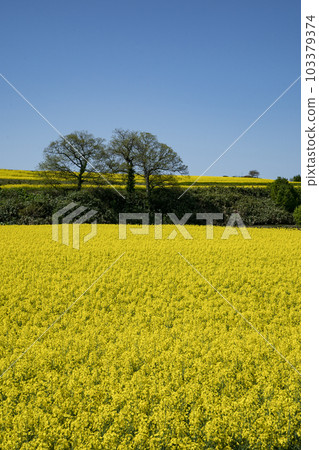 Field of rapeseed flowers that gives you the most energy in spring Field of rapeseed flowers that gives you the most energy in spring 103379374