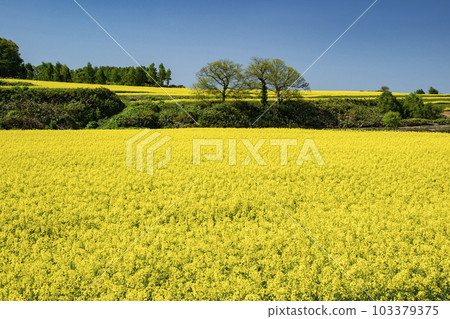 Field of rapeseed flowers that gives you the most energy in spring Field of rapeseed flowers that gives you the most energy in spring 103379375