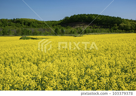 Field of rapeseed flowers that gives you the most energy in spring 103379378