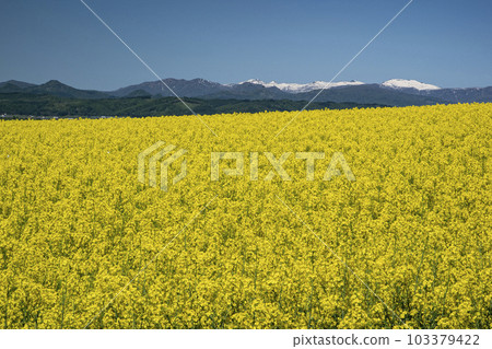 Field of rapeseed flowers that gives you the most energy in spring Field of rapeseed flowers that gives you the most energy in spring 103379422