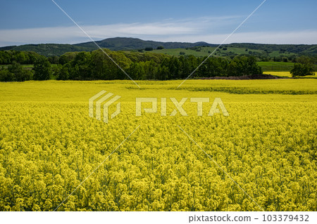 Field of rapeseed flowers that gives you the most energy in spring Field of rapeseed flowers that gives you the most energy in spring 103379432