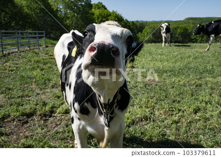 prairie cow 103379611