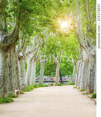 Avenue of plane trees in the city park on soft sunlight 103379647