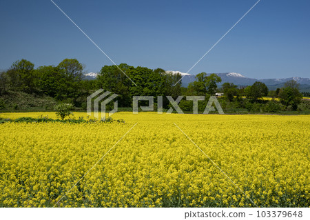 Field of rapeseed flowers that gives you the most energy in spring Field of rapeseed flowers that gives you the most energy in spring 103379648