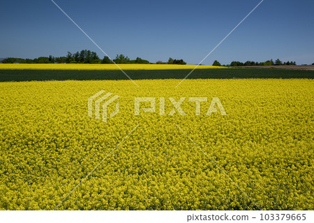 春天最給你活力的油菜花田 103379665