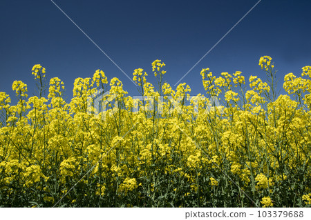 Field of rapeseed flowers that gives you the most energy in spring Field of rapeseed flowers that gives you the most energy in spring 103379688