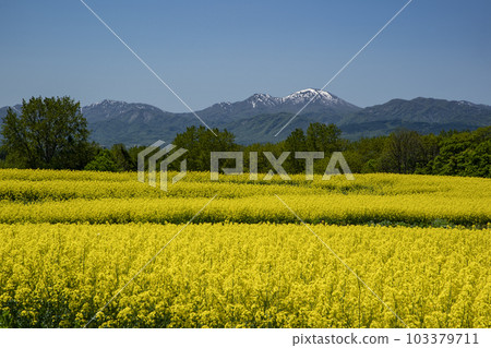 Field of rapeseed flowers that gives you the most energy in spring Field of rapeseed flowers that gives you the most energy in spring 103379711