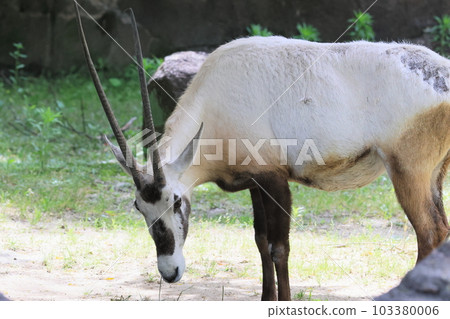 阿拉伯Orix 103380006