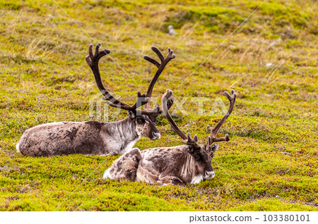 Reindeer in Northern Norway Reindeer in Northern Norway 103380101