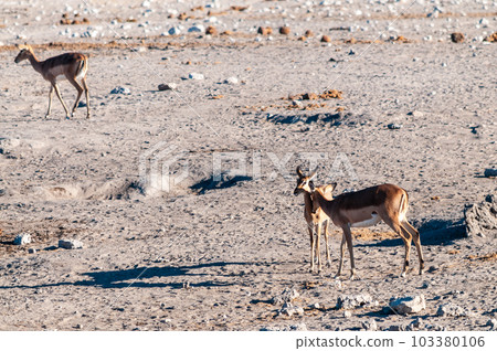 Impalas near a waterhole Impalas near a waterhole 103380106