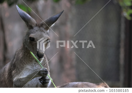 Kangaroo 103380185